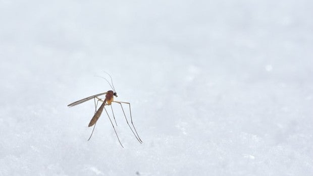 Antimosquitos eléctrico, el mejor del 2022 para librarte de estos insectos