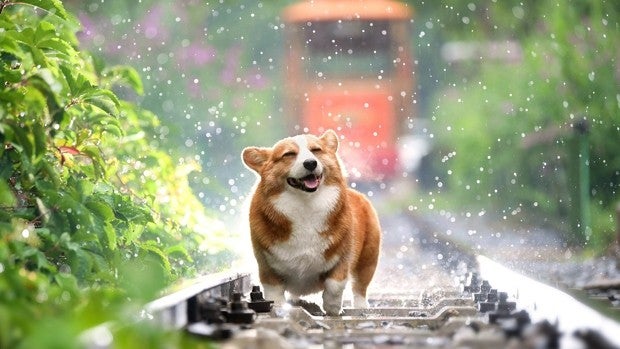 Antiparasitarios para perros: protégelos en primavera