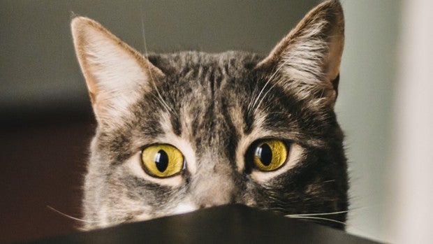 Mejor pienso para gatos esterilizados según la OCU