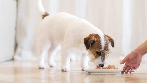 Comida húmeda para perros cachorros Schesir