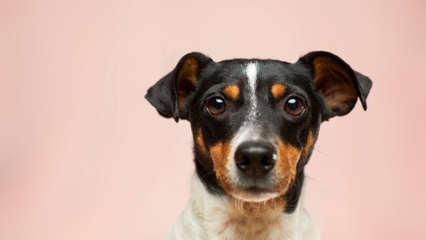 Comida húmeda para perros: ¿Cuál es la más adecuada para tu mascota?