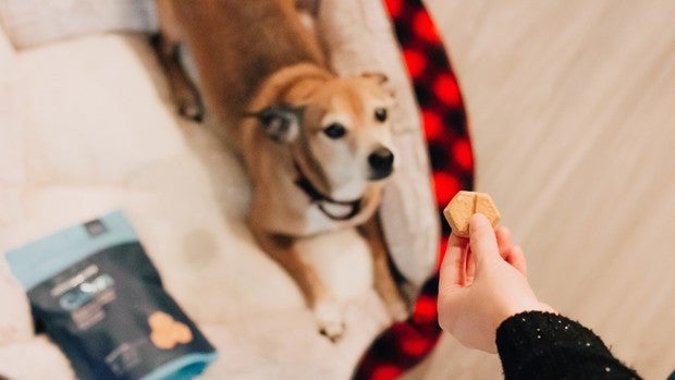 Chuches para perros que son saludables y les encantan
