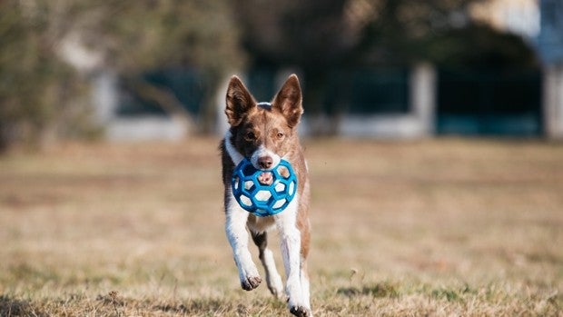 Estos son los juguetes para perros que tienen la mejor calidad