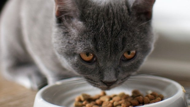 Los mejores piensos para gatos que puedes comprar