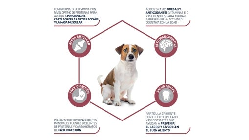 Pienso perros senior mini Advance