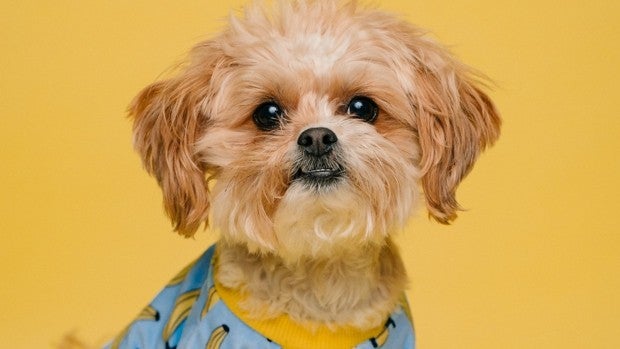¿Cuáles son los mejores piensos para cachorros?