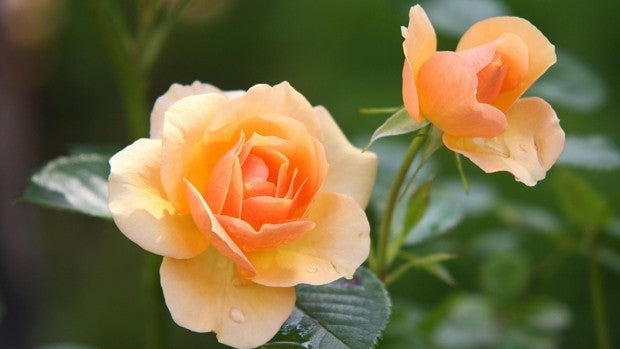 Los cuidados necesarios para que tus plantas luzcan verdes y con flor