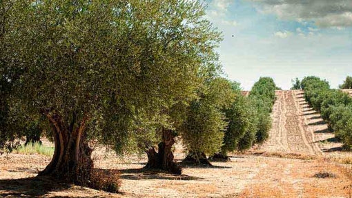 Aceite de oliva virgen extra ecológico