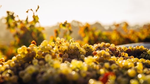 Crema de vinagre balsámica Pedro Ximénez 0%
