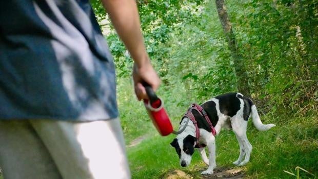 Las 5 mejores correas extensibles para perros