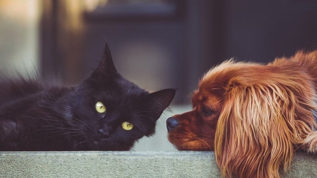 Los mejores rodillos quitapelos para hogares con perros o gatos