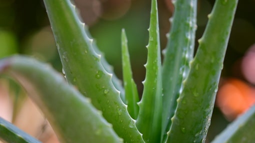 Gel puro de aloe vera 100% natural