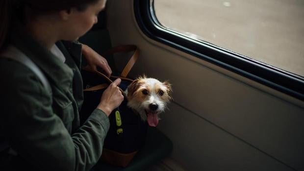 Carritos para transportar a tus mascotas