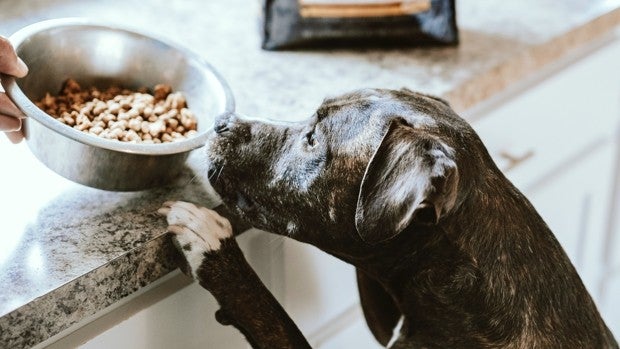 Los mejores piensos gastrointestinales para perros