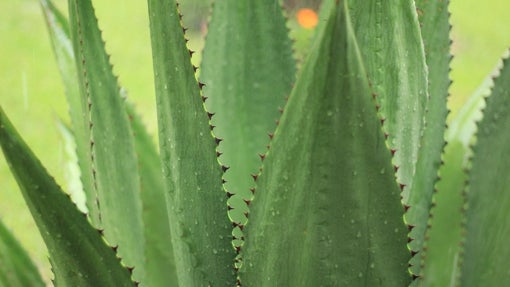 Azucarera Sirope de Agave