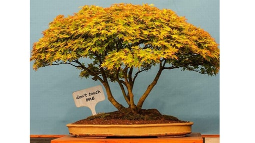 AIEX 30 Piezas Etiquetas de Plantas de Bambú