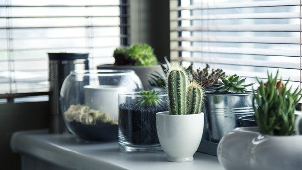 Estos son los 5 accesorios que necesitas para cuidar de tus plantas