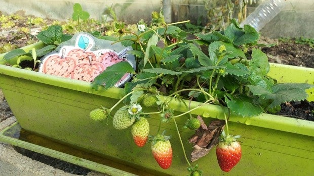 ¿Huerto en casa? Estas son las herramientas que necesitas en tu kit
