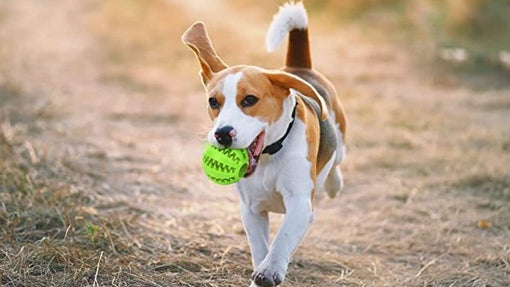 Juguete para Limpieza de Dientes de Perro