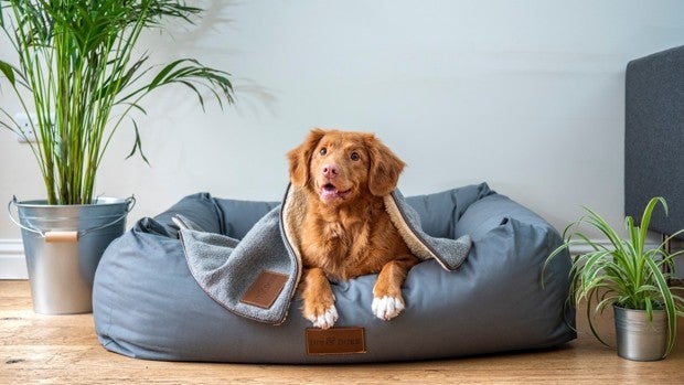 El frío también llega para tus mascotas: cinco artículos pensados para tu perro