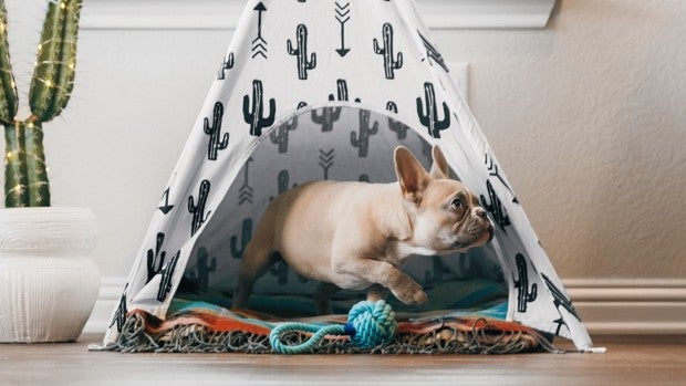 Cinco productos para mascotas que te gustará tener en casa