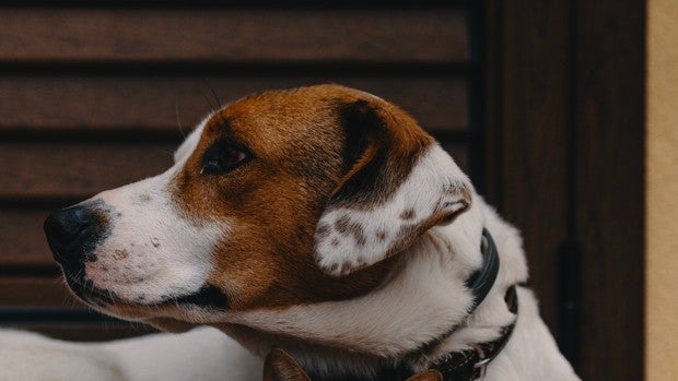 Los productos que harán de tu casa un paraíso para tus mascotas