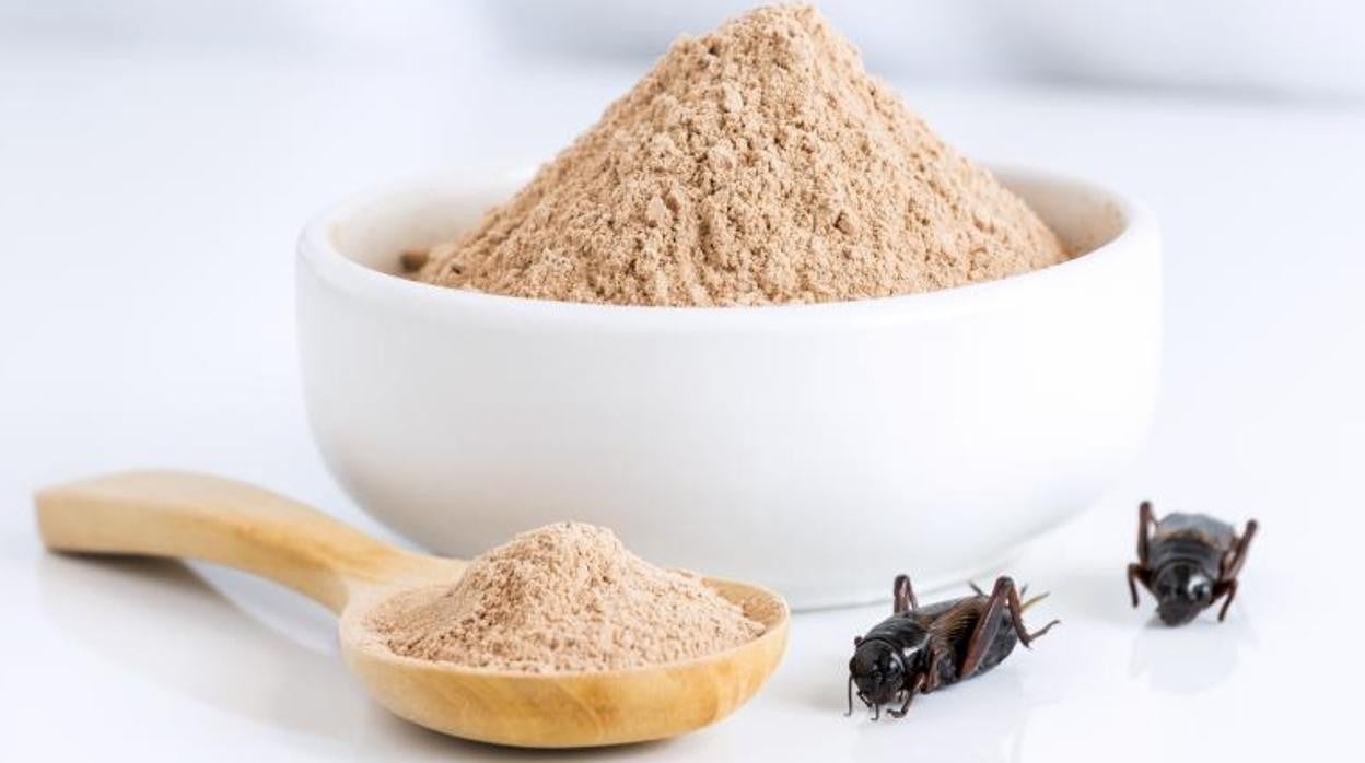 La harina de insectos es una de los productos llamados a paliar la escasez de alimentos en el futuro