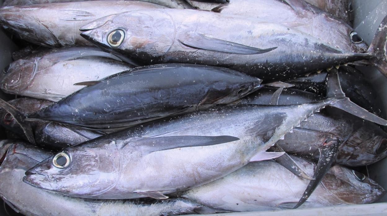 Bonito del norte (Thunnus alalunga)