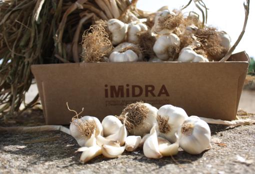 Ajos finos de Chinchón cultivados en la finca experimental del Imidra