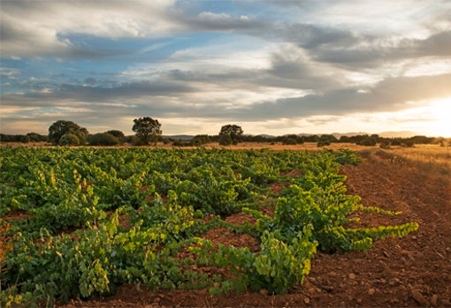 Bodegas Fuentes del Silencio