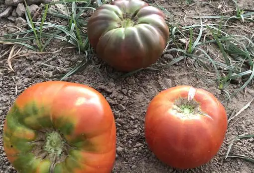 Tomates Gordo, Moruno y Antiguo, variedades tradicionales de Madrid, recuperadas por el Imidra