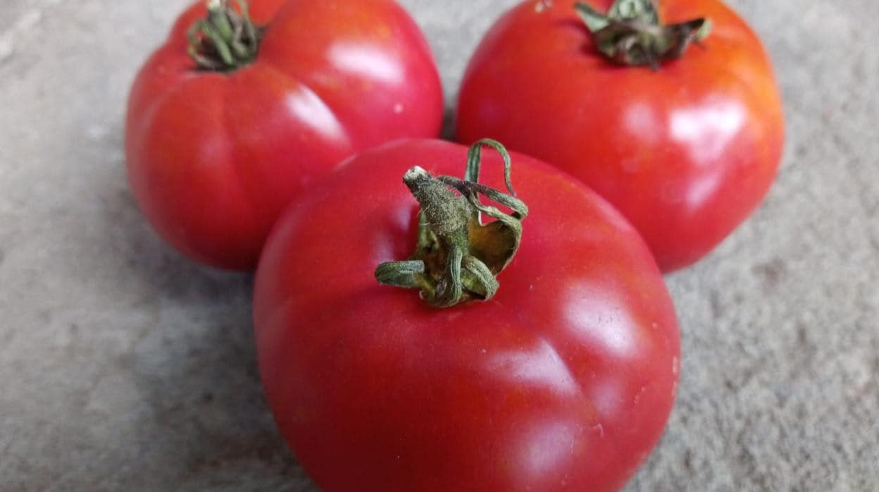 Tomates de Aretxabaleta, ganadores del 'Premio Mejor Tomate de España' de la Feria del Tomate Antiguo de Bezana