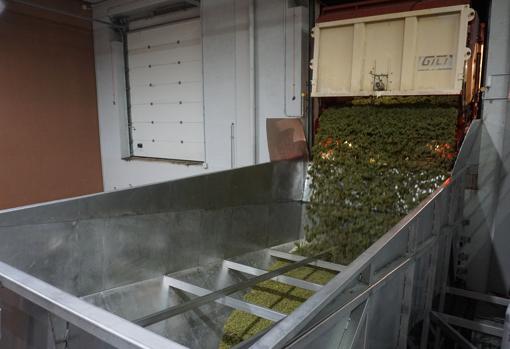 Volcado de las uvas sauvignon blanc en la tolva de recepción de la bodega, minutos después de ser cosechada con la vendimiadora automática