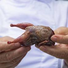 Las manos de Pilar Pedrosa, con una de las codornices que cocina estos días en su restaurante Villoldo, en Madrid