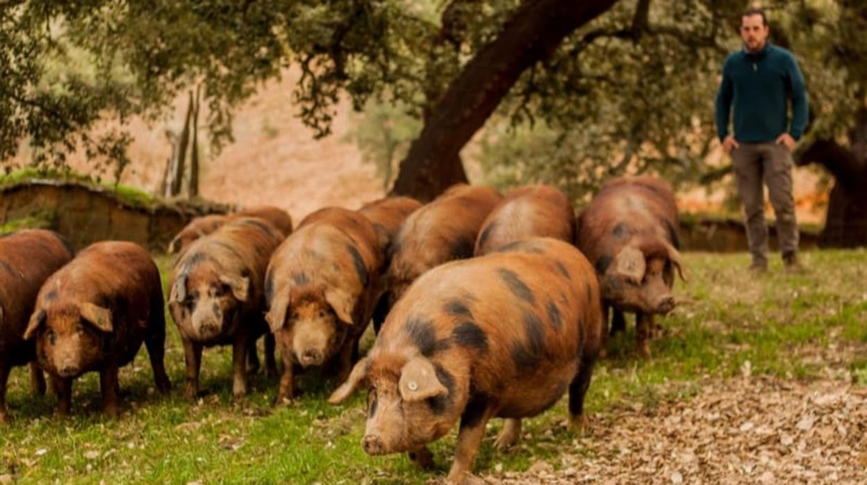 Un ganadero de Huelva y un restaurante de Madrid unen fuerzas para salvar  al cerdo ibérico manchado