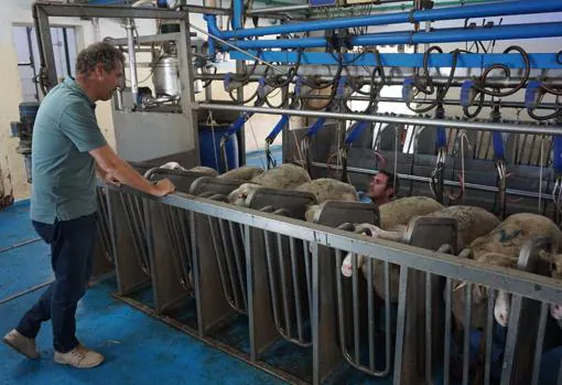Juan Figueroa conversa con trabajadores de su explotación ganadera, de la que consiguen la leche de oveja con la que elaboran todos sus quesos