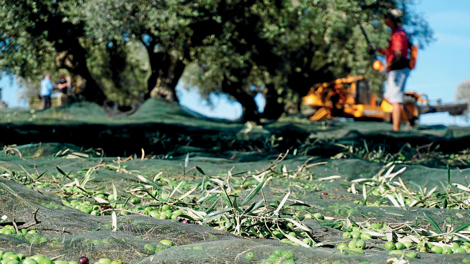 Así se trabaja en una almazara: el corto viaje de un aceite de oliva virgen extra ecológico