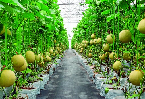 Líderes: el sector de frutas y hortalizas es el más grande en la agricultura española