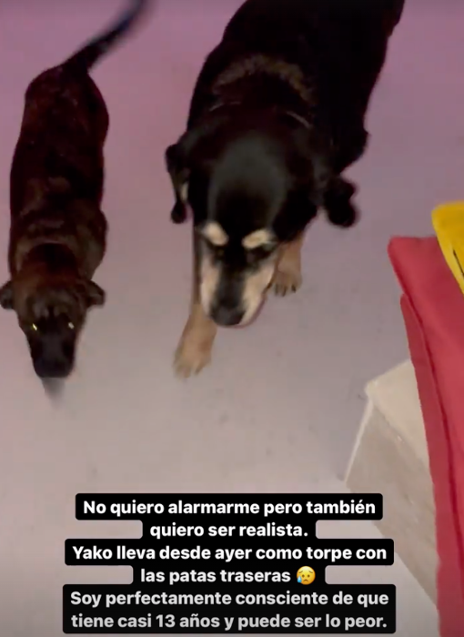 Uno de sus perros parece estar pasándolo muy mal.