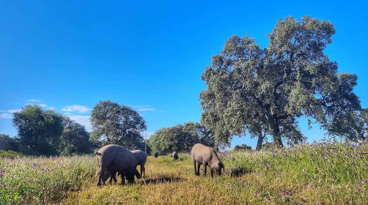 Los cochinos serán protagonistas el fin de semana en El Bosque