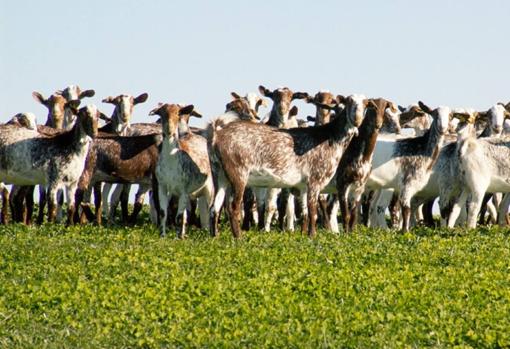 Las cabras de raza florida