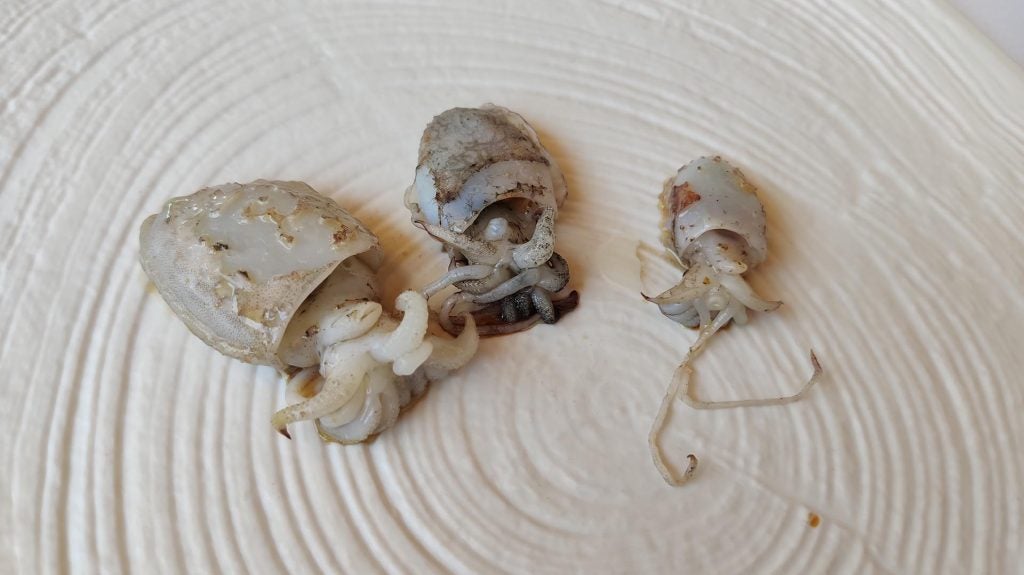 catariaalmendritas. Las almendritas de Puerto Real.