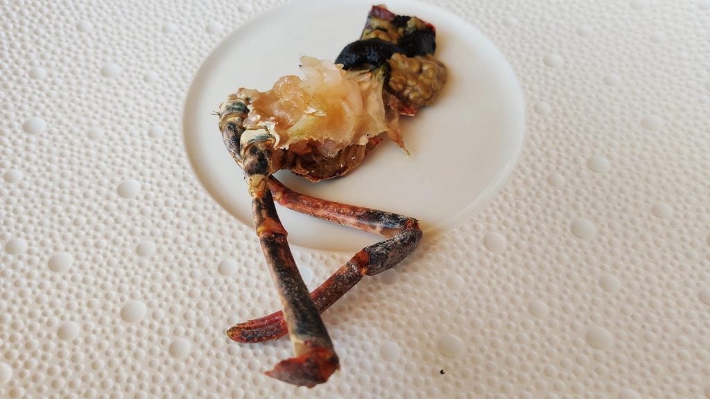 catariacabezabogavanta. Cabeza de bogavanta.