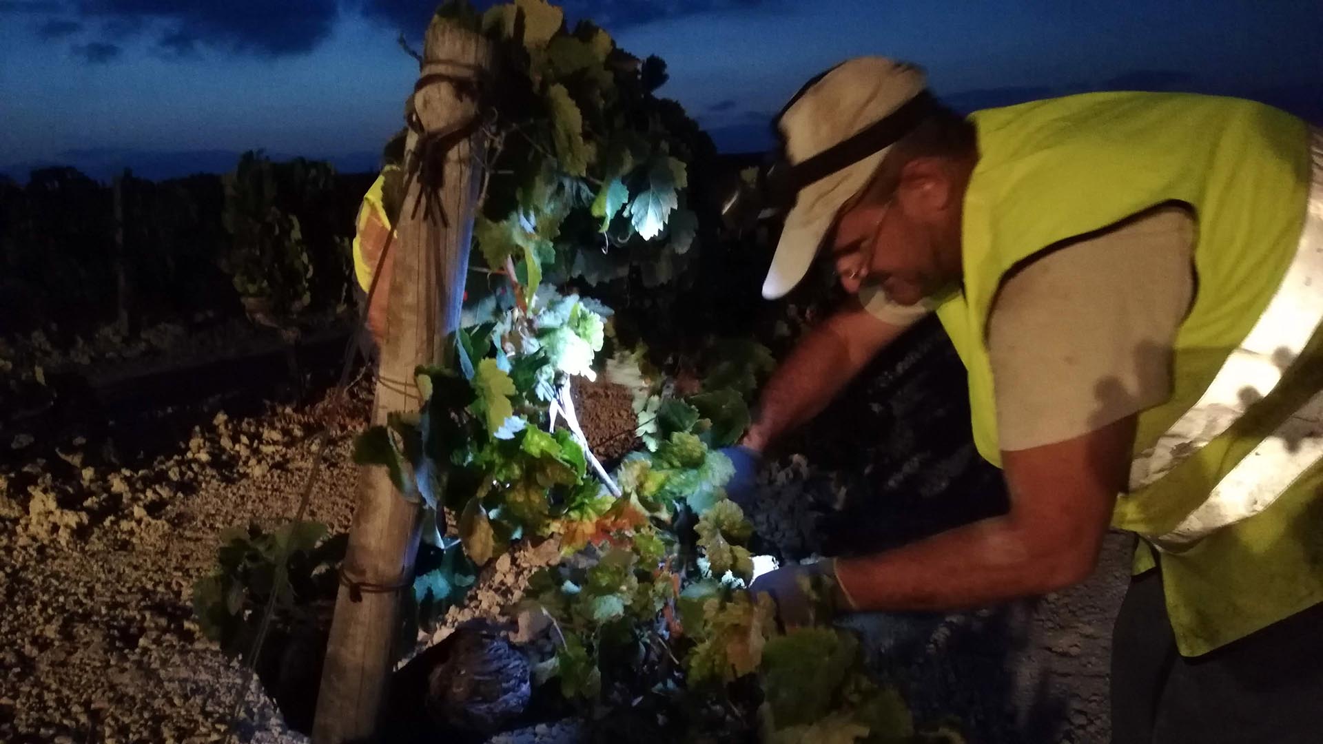 La vendimia de Jerez, desde dentro y casi a oscuras