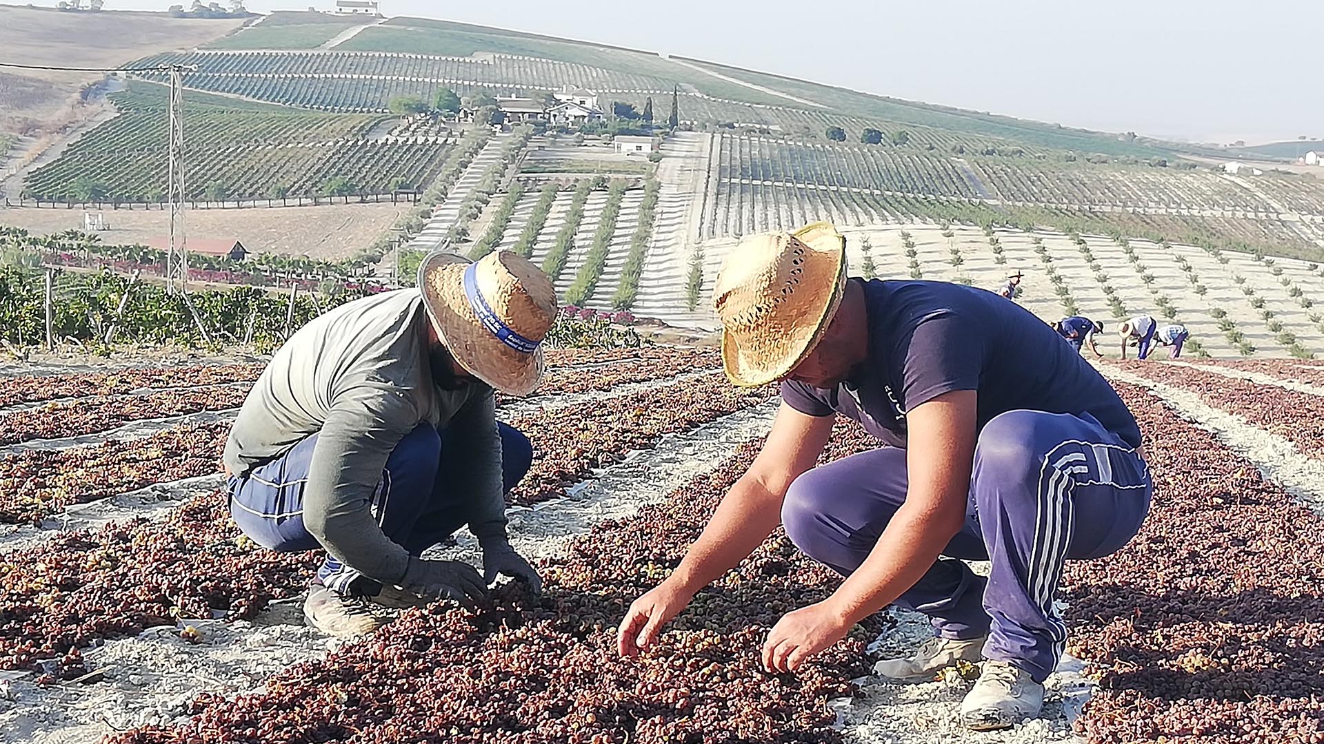 La DO de Jerez, la más valorada en la Guía Peñín 2021