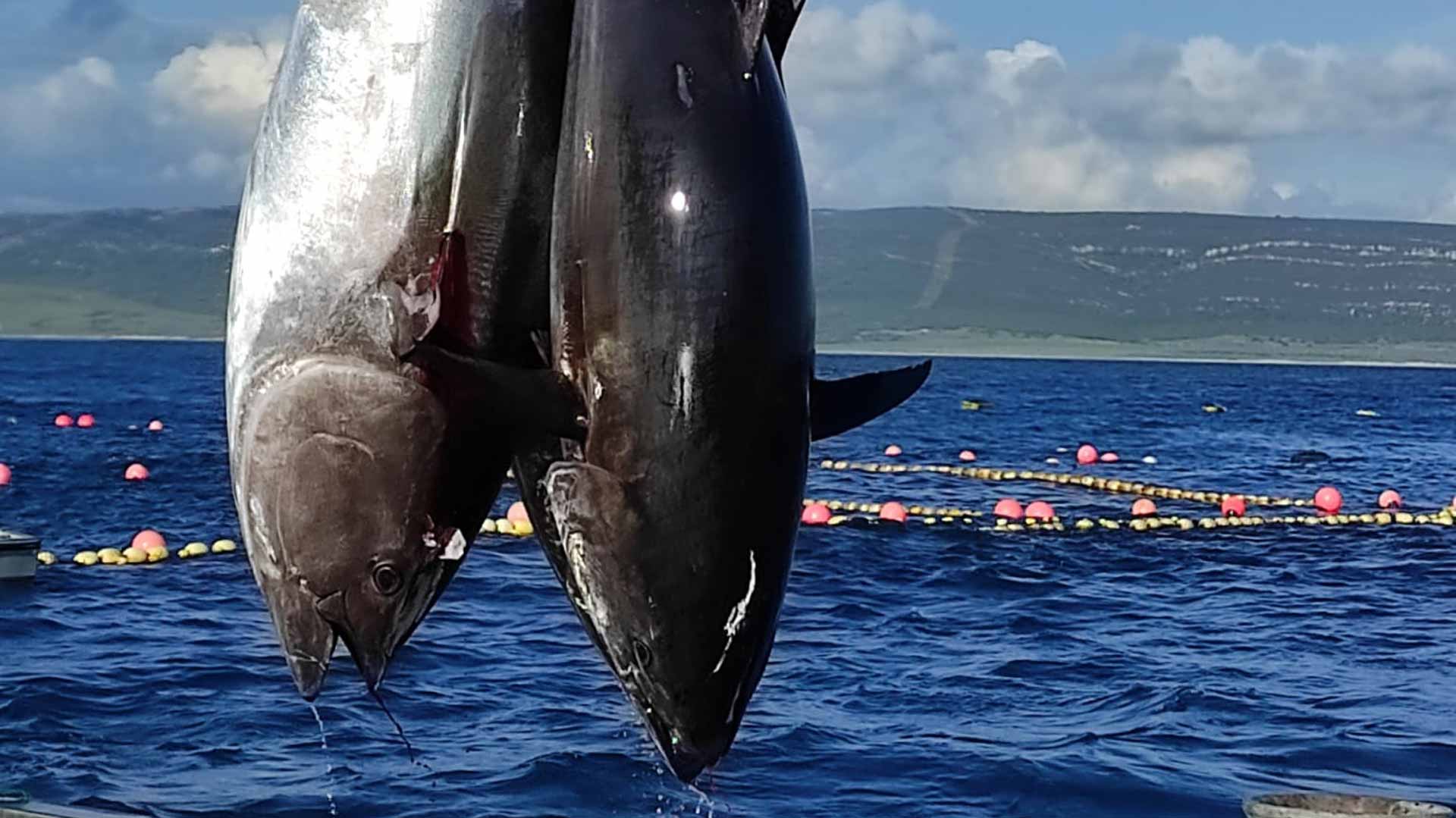 La almadraba de Barbate realiza la primera levantá de atún