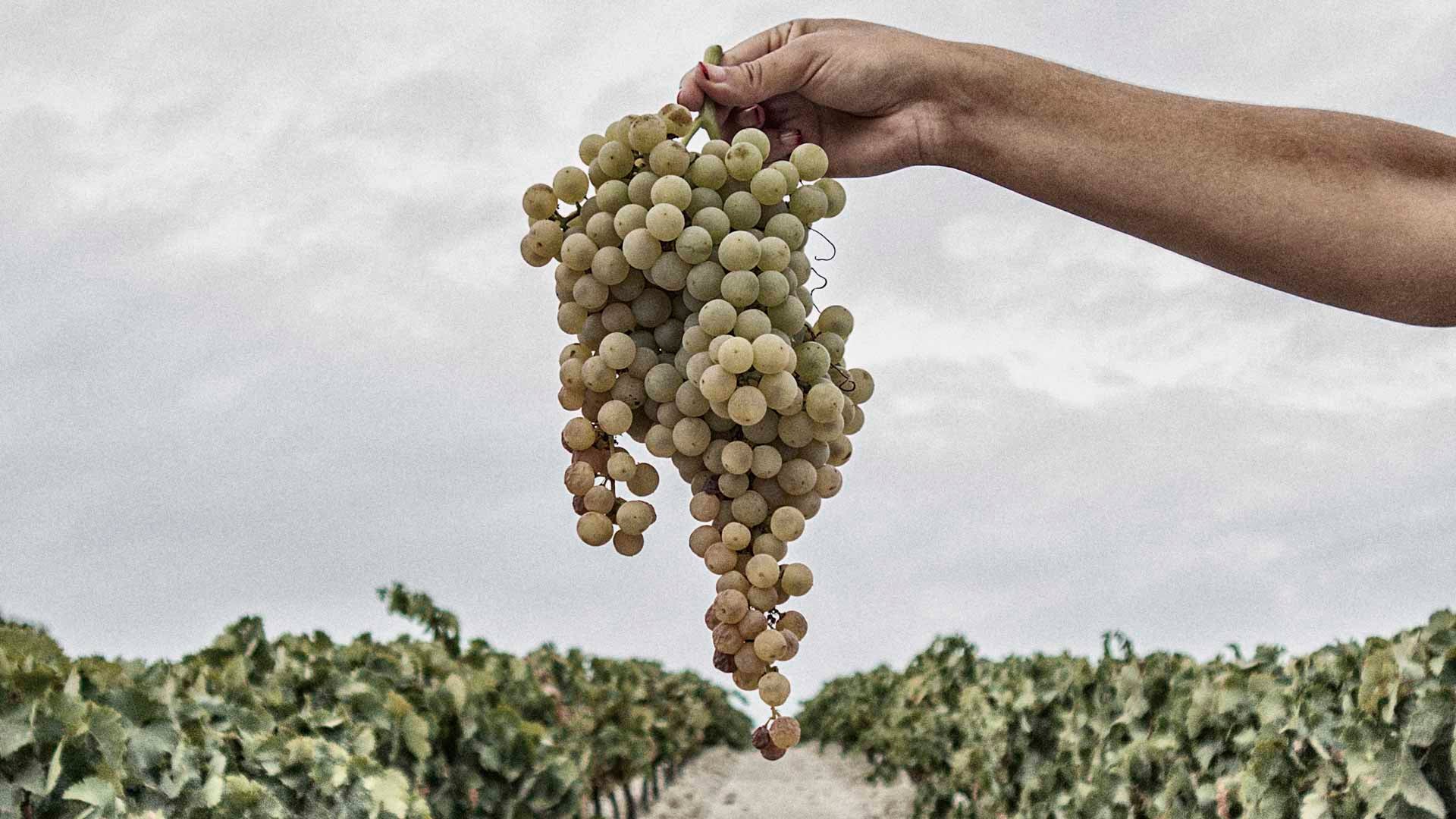 González Byass inicia su primera vendimia ecológica en la DO Jerez