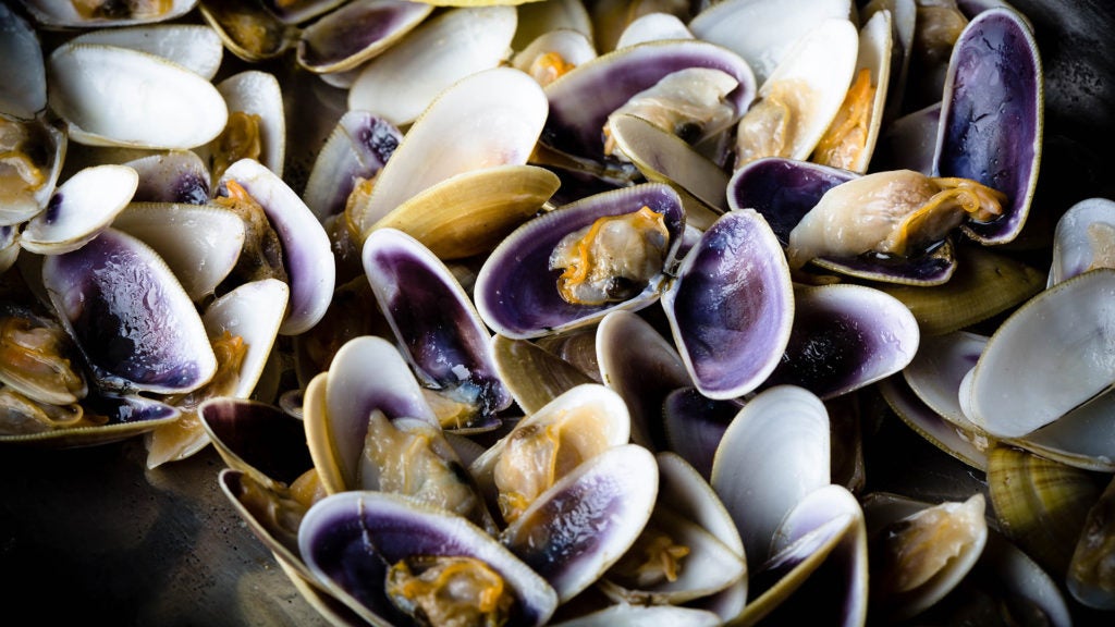 Lobito de Mar en Marbella. 