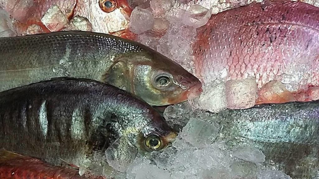 marisqueria doramar puerto en malaga capital 10. 