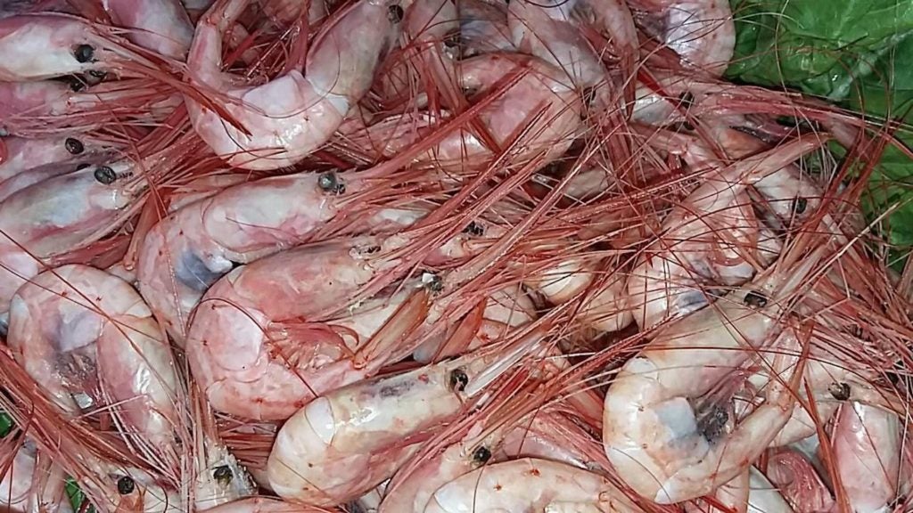 marisqueria doramar puerto en malaga capital 11. 